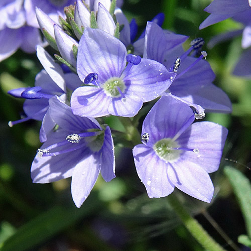 Gewöhnlicher Niederliegender Ehrenpreis / Veronica prostrata