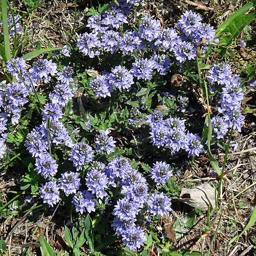 Gewöhnlicher Niederliegender Ehrenpreis / Veronica prostrata