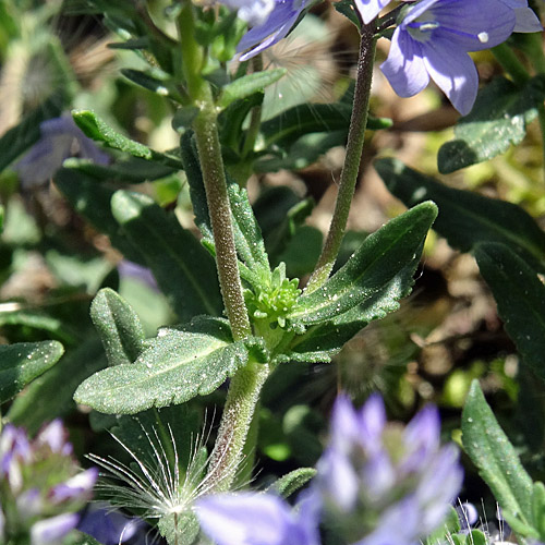 Gewöhnlicher Niederliegender Ehrenpreis / Veronica prostrata