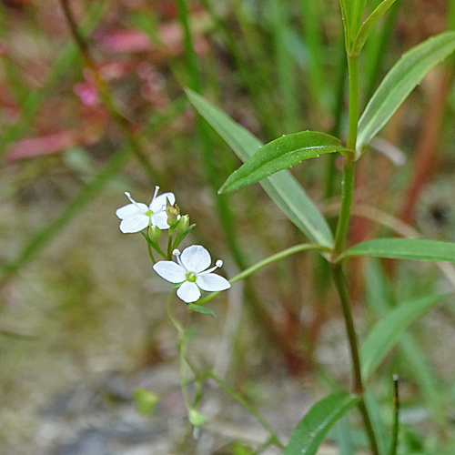 Schild-Ehrenpreis / Veronica scutellata