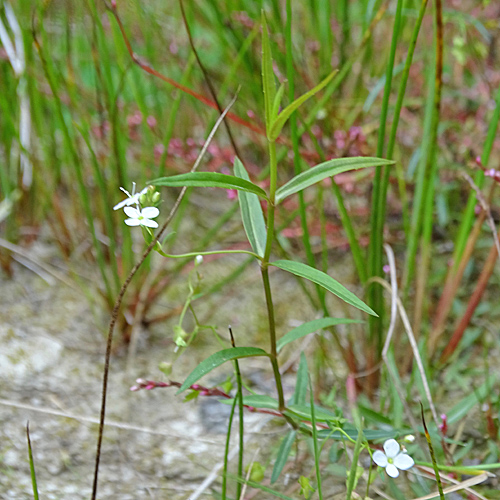 Schild-Ehrenpreis / Veronica scutellata