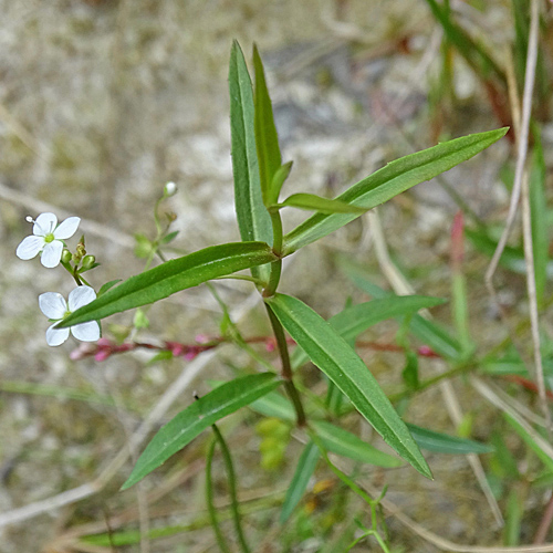 Schild-Ehrenpreis / Veronica scutellata