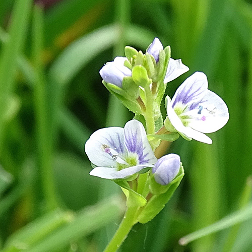 Gewöhnlicher Thymian-Ehrenpreis / Veronica serpyllifolia