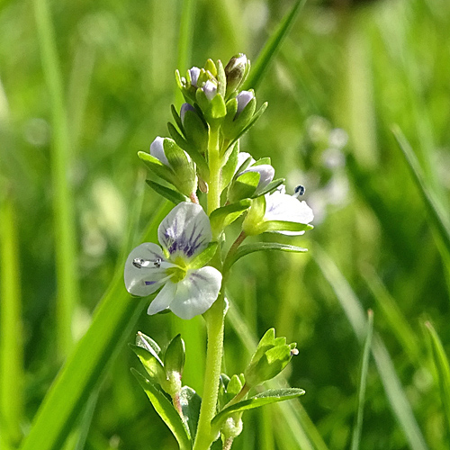 Gewöhnlicher Thymian-Ehrenpreis / Veronica serpyllifolia