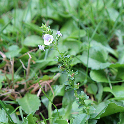 Gewöhnlicher Thymian-Ehrenpreis / Veronica serpyllifolia