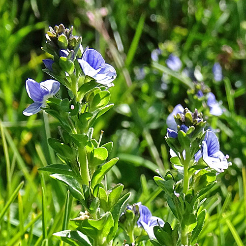 Gebirgs-Thymian-Ehrenpreis / Veronica serpyllifolia subsp.humifusa