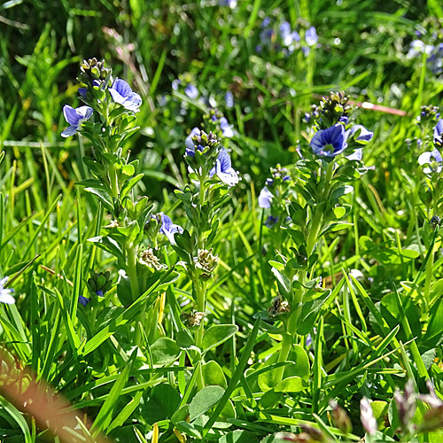 Gebirgs-Thymian-Ehrenpreis / Veronica serpyllifolia subsp.humifusa