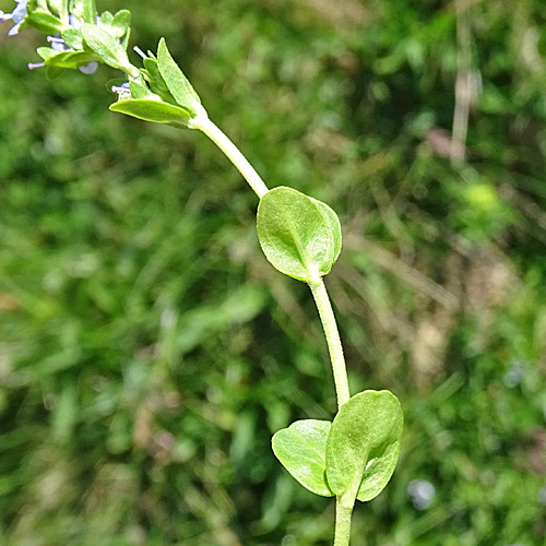 Gebirgs-Thymian-Ehrenpreis / Veronica serpyllifolia subsp.humifusa