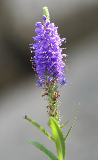 Ähriger Ehrenpreis / Pseudolysimachion spicatum