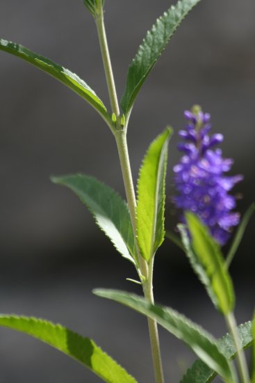 Ähriger Ehrenpreis / Pseudolysimachion spicatum