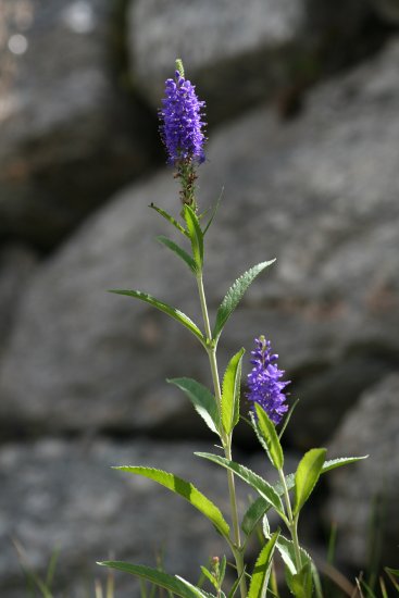 Ähriger Ehrenpreis / Pseudolysimachion spicatum