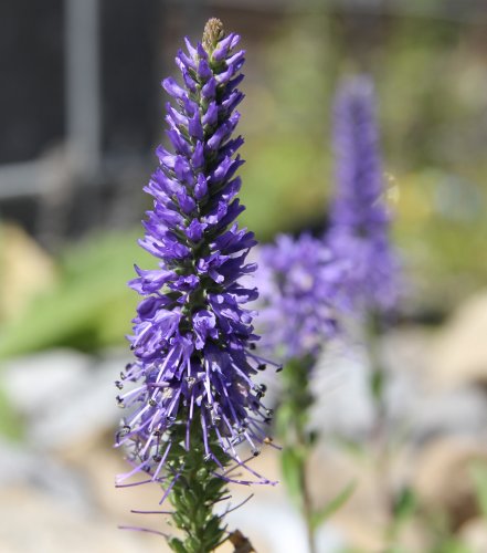 Ähriger Ehrenpreis / Pseudolysimachion spicatum