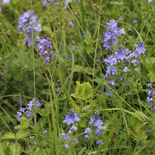 Grosser Ehrenpreis / Veronica teucrium