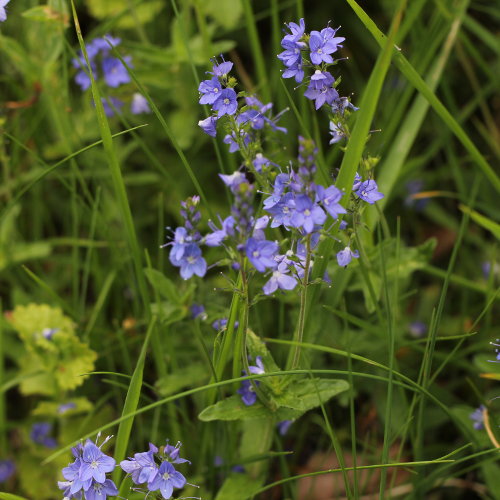 Grosser Ehrenpreis / Veronica teucrium