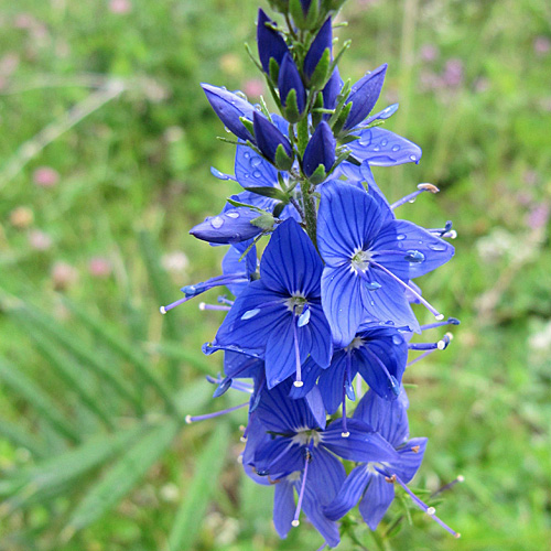 Grosser Ehrenpreis / Veronica teucrium