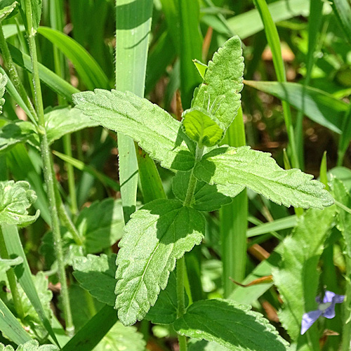 Grosser Ehrenpreis / Veronica teucrium