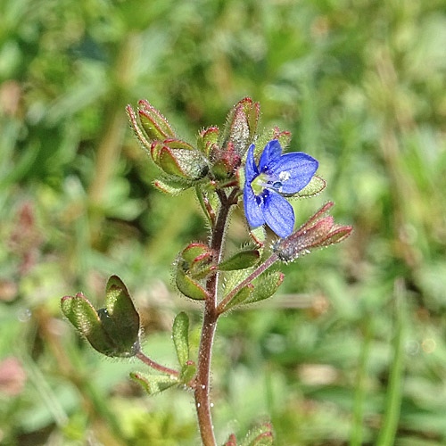 Dreiteiliger Ehrenpreis / Veronica triphyllos