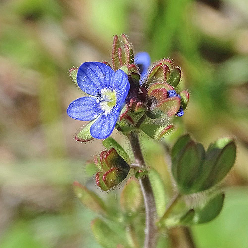 Dreiteiliger Ehrenpreis / Veronica triphyllos