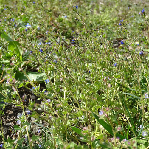 Dreiteiliger Ehrenpreis / Veronica triphyllos