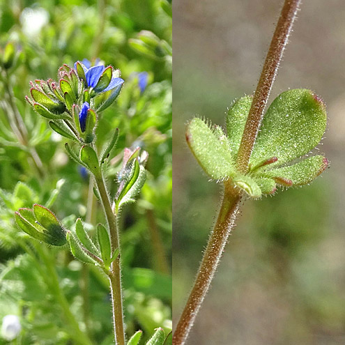 Dreiteiliger Ehrenpreis / Veronica triphyllos