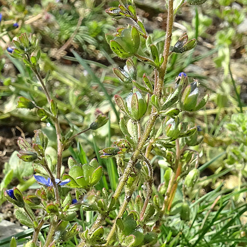 Dreiteiliger Ehrenpreis / Veronica triphyllos