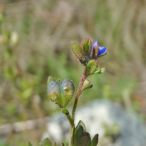 Dreiteiliger Ehrenpreis / Veronica triphyllos