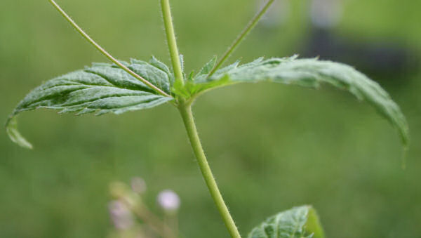 Nesselblättriger Ehrenpreis / Veronica urticifolia