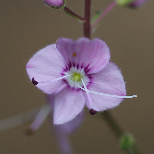 Nesselblättriger Ehrenpreis / Veronica urticifolia