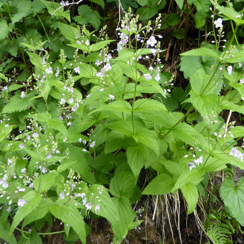 Nesselblättriger Ehrenpreis / Veronica urticifolia