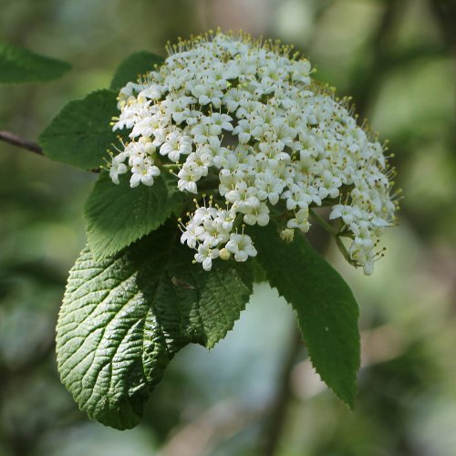 Wolliger Schneeball / Viburnum lantana