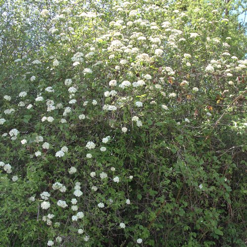 Wolliger Schneeball / Viburnum lantana