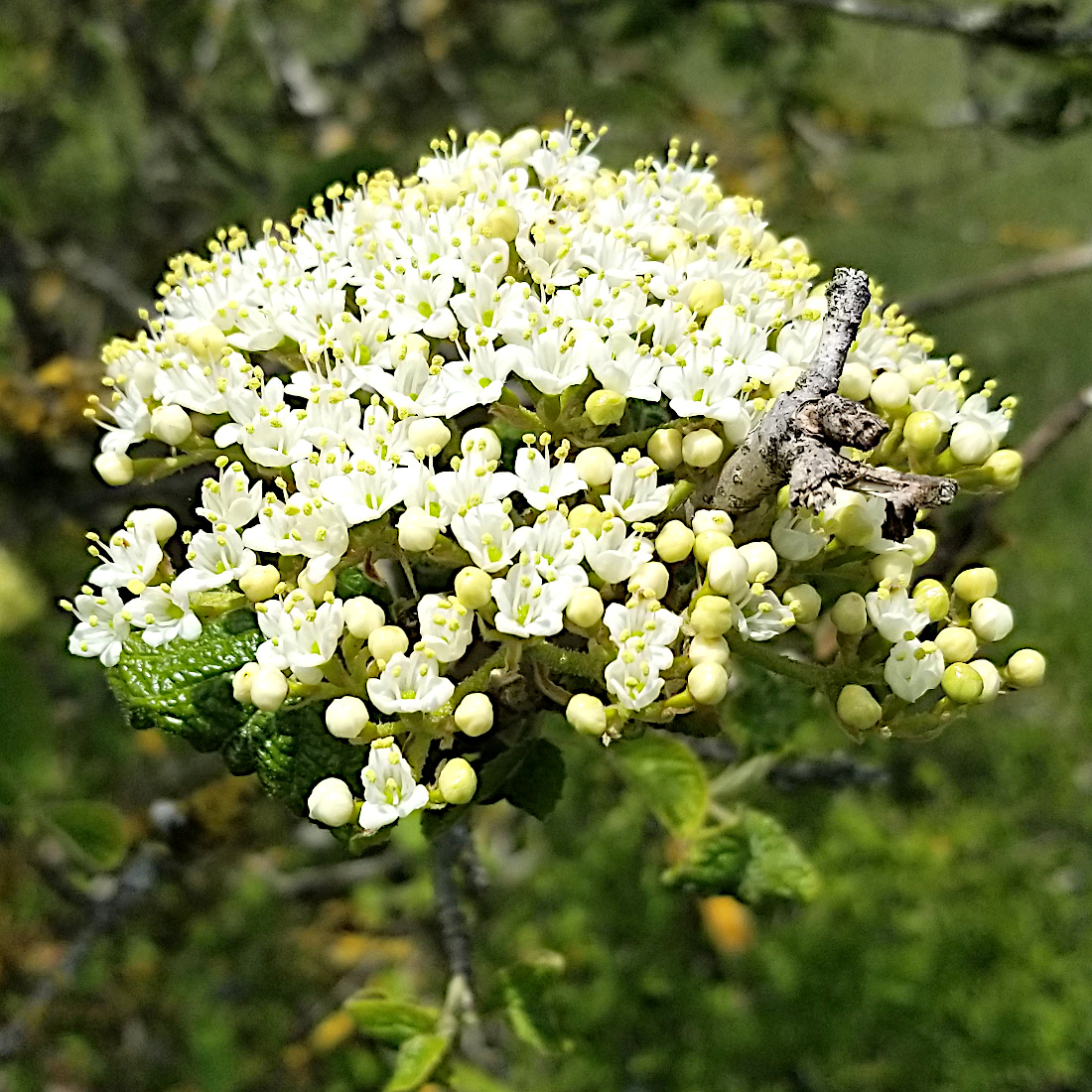 Wolliger Schneeball / Viburnum lantana (Foto: ©Ursula Burri) Wolliger Schneeball / Viburnum lantana
