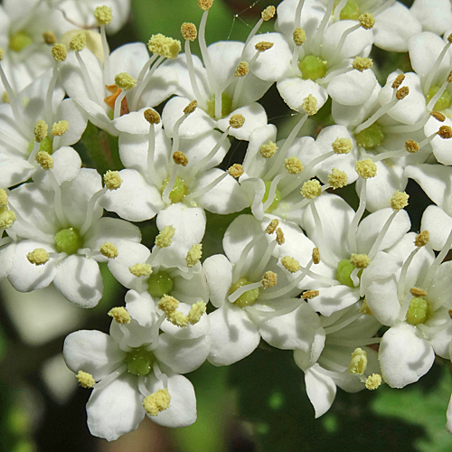 Wolliger Schneeball / Viburnum lantana