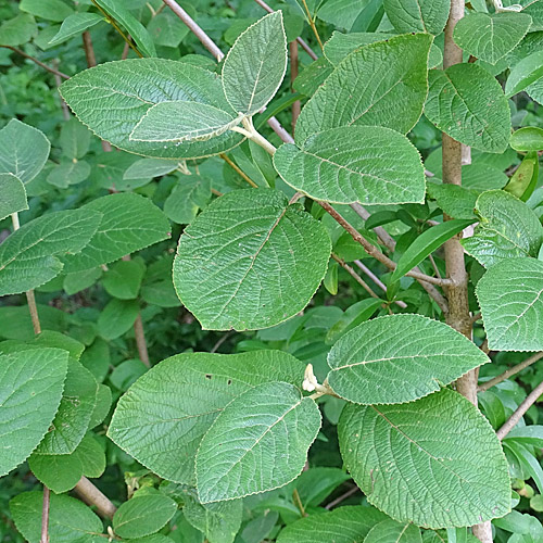 Wolliger Schneeball / Viburnum lantana