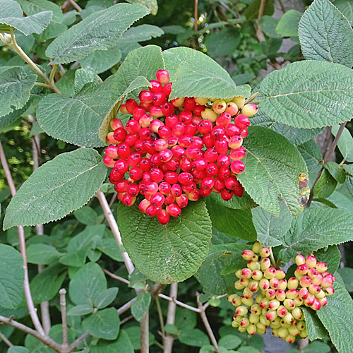 Wolliger Schneeball / Viburnum lantana