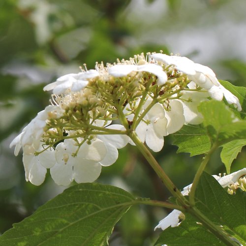 Gemeiner Schneeball / Viburnum opulus