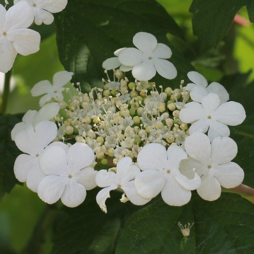 Gemeiner Schneeball / Viburnum opulus