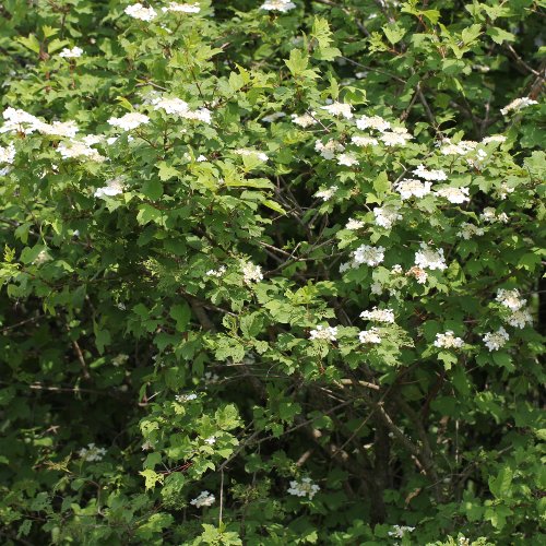 Gemeiner Schneeball / Viburnum opulus