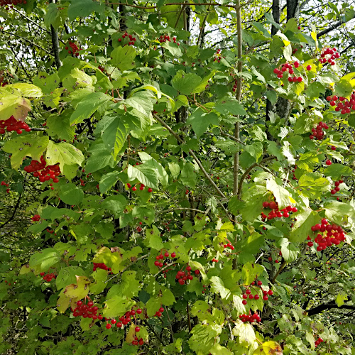 Gemeiner Schneeball / Viburnum opulus