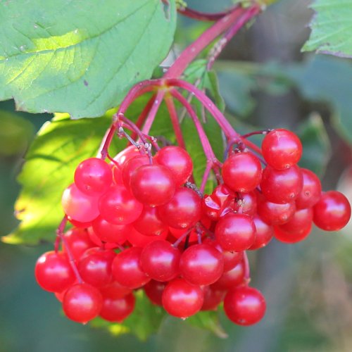 Gemeiner Schneeball / Viburnum opulus