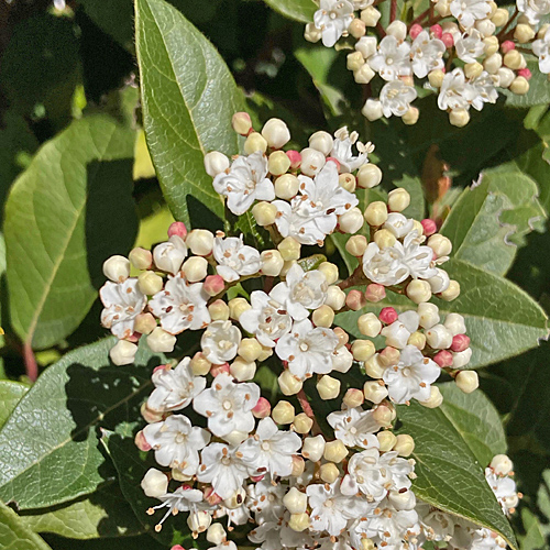 Lorbeer-Schneeball / Viburnum tinus