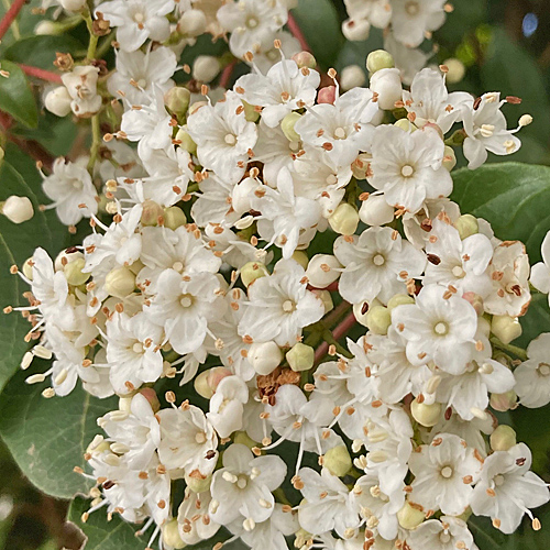 Lorbeer-Schneeball / Viburnum tinus