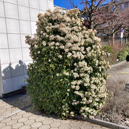 Lorbeer-Schneeball / Viburnum tinus