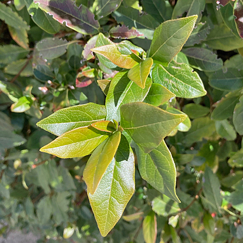 Lorbeer-Schneeball / Viburnum tinus