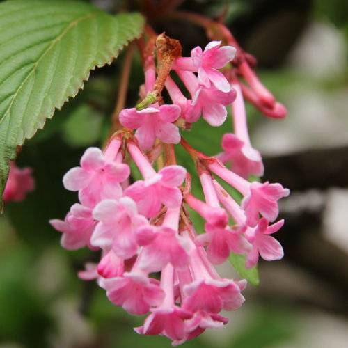 Bodnant-Schneeball / Viburnum x bodnantense