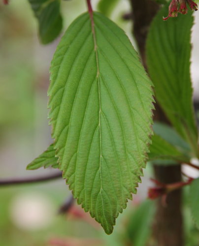 Bodnant-Schneeball / Viburnum x bodnantense