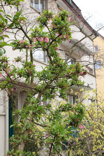 Bodnant-Schneeball / Viburnum x bodnantense