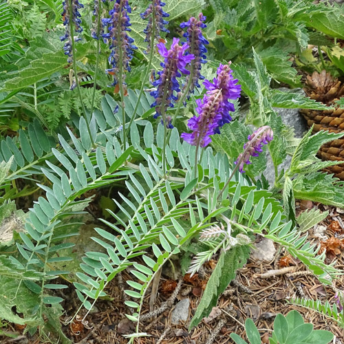 Graue Vogel-Wicke / Vicia cracca subsp. incana