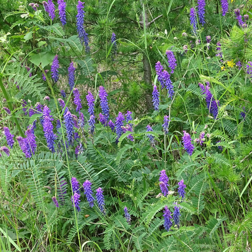 Graue Vogel-Wicke / Vicia cracca subsp. incana