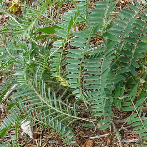 Graue Vogel-Wicke / Vicia cracca subsp. incana